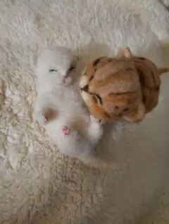 Item thumbnail for item 6e09d04b-3fef-48b4-a910-8bb69e7a5a1f