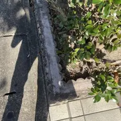 葉っぱ