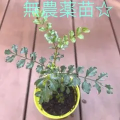 シマトネリコ 高さ30cm 無農薬☆しっかりした苗です