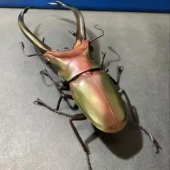 2025年最新】エラフスホソアカクワガタ 標本の人気アイテム