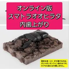 オンライン版　スマトラオオヒラタクワガタ　上がり　いきもの大図鑑　くわがた10