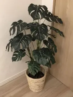 人口観葉植物　モンステラ　6号鉢カバー付き