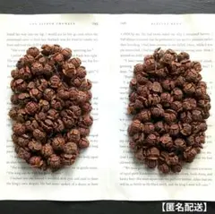 【匿名配送】木の実「ヒノキ」の実 200個 / ナチュラル