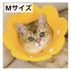 Item thumbnail for item 6d183858-7afc-45fe-a6c3-fd609d5c2e74