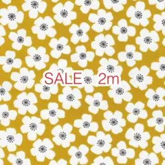 SALE 2m お花 マスタード オックス