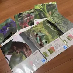 一番くじ 爬虫類＆両生類　vol1. G賞　クリアファイルコレクション　未開封