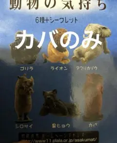 動物の気持ち カバ朝隈俊男
