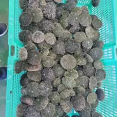 石鯛 活バフンウニ　釣エサ 2k
　2k 石鯛 活バフンウニ 釣りエサ 2キロ 四国/関西/中国地方限定
