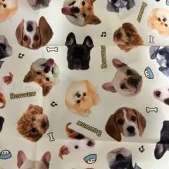 Item thumbnail for item 5cc1fdbd-1015-4149-924b-43959dc7a29b