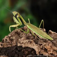 いきもの大図鑑 オオカマキリとショウリョウバッタ ⬡ オオカマキリ(緑色型)