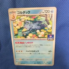 ゴルダック しめりけ 1枚 ジムプロモ
