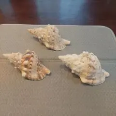 貝殻　法螺貝　3点　13cm 天然貝殻