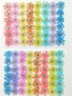 押し花 素材 レースフラワー No.20