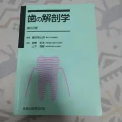 歯の解剖学