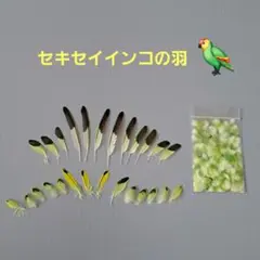 セキセイインコ　オパーリングリーンの羽