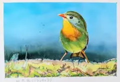 相思鳥 イラスト