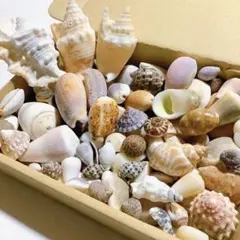 No301 巻貝いろいろ 箱いっぱい 天然貝殻