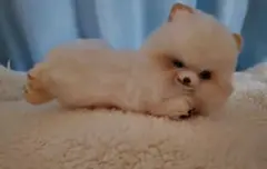 Item thumbnail for item 360ab01e-4a03-42f2-ac20-7c8cb4d06d7f