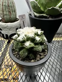 EMP アリオカルプス 亀甲牡丹 ゴジラ 実生 / 紫強めCT69 サボテン ゴジラ （Coron Cactus production サボテン専門園