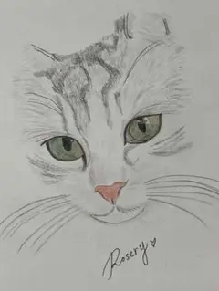 イラスト/鉛筆画/色鉛筆/原画/猫