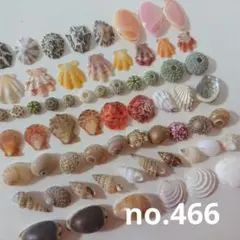 no.466 ウニ殻と天然ミニ貝殻 セット