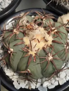 メルカリ便発送☆サボテン エキノカクタス属 花王丸×黒刺雷帝(実生苗です) 2025年最新】エキノカクタス 雷帝の人気アイテム - メルカリ