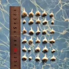 サメの歯 ネズミザメ 30個