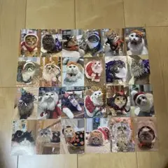 猫カフェmocha トレカ 越谷 レイクタウン コンプリート