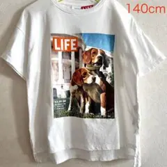 ZARA キッズ LIFE ビーグル beagle 犬 Tシャツ 140cm
