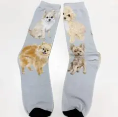 【オリジナル】小型犬　チームA ソックス靴下