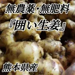 囲い生姜 無農薬 無肥料 露地栽培 熊本県産 1kg