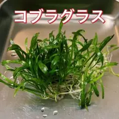 水草 コブラグラス 送料無料