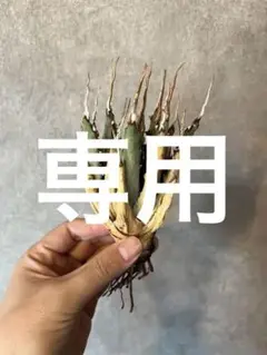 ユタエンシスエボリスピナ ④