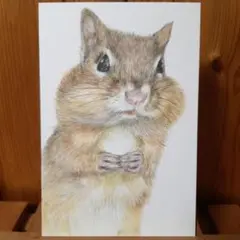 色鉛筆画　手描き　りす