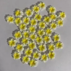 黄色のプルメリア 40個セット