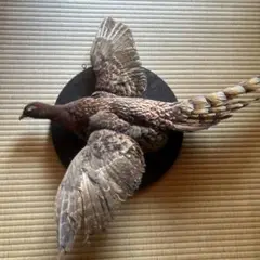 きじ剥製　壁掛け