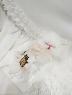 ぶーにゃんちゃん御予約❤子猫ちゃん❤