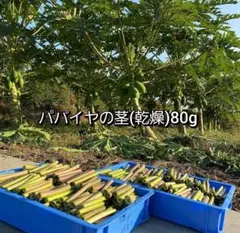 パパイヤの茎(乾燥)80g