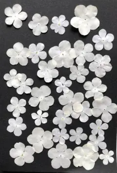 押し花 K-66 押し花 ビバーナム 30枚