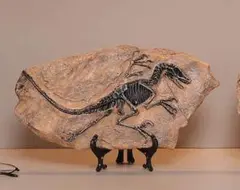 恐竜の化石風置物 33cm　ティラノサウスかな～？