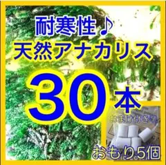 水草セット アナカリス30本 ➕おもり5個 アマゾンフロッグピット めだか 金魚