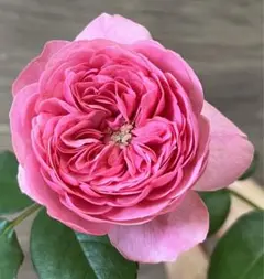 つるバラ レオナルドダビンチ バラ苗