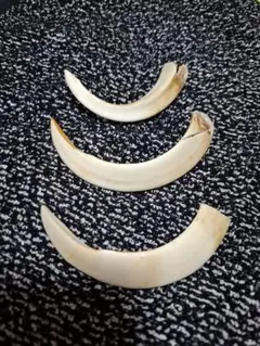 猪の牙3本セット