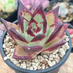 多肉植物 エボニー 美苗 アガボイデス 2