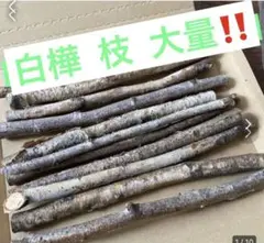 白樺の枝 大量セット 直径2～3cm 北海道 白樺 ネコポス大量‼️