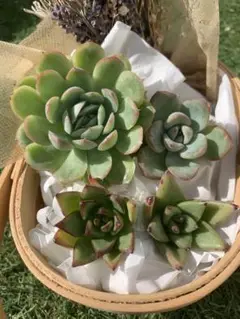 1点限り!エケベリアセット 寄せ植え 多肉植物 韓国苗