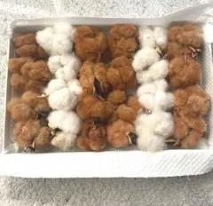 コットンフラワー　綿花　３色　ドライフラワー