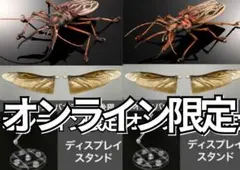 たまごやき　カストロオオキバウスバカミキリ　標本 2025年最新】オオキバウスバカミキリ 標本の人気アイテム - メルカリ