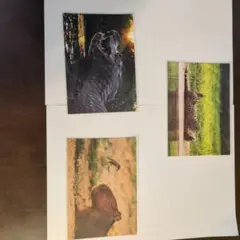 岩合さんパンタナール写真展、野生動物ポストカード3枚セット