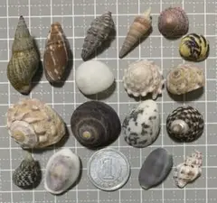 【10】天然ヤドカリハウス 貝殻セット 16個